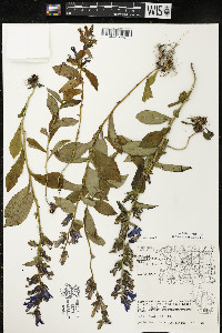 Lobelia siphilitica var. siphilitica image