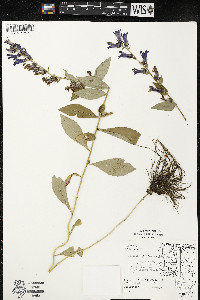 Lobelia siphilitica var. siphilitica image