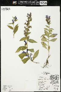 Lobelia siphilitica var. siphilitica image