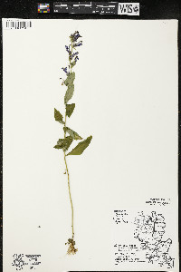 Lobelia siphilitica var. siphilitica image