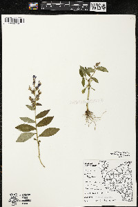 Lobelia siphilitica var. siphilitica image