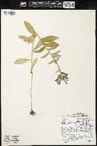 Lobelia siphilitica var. siphilitica image