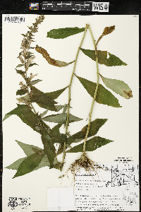 Lobelia siphilitica var. siphilitica image