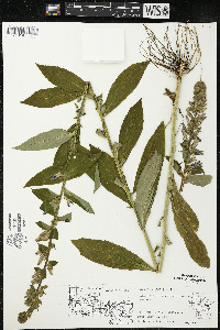 Lobelia siphilitica var. siphilitica image