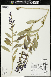 Lobelia siphilitica var. siphilitica image