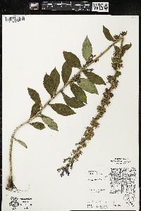 Lobelia siphilitica var. siphilitica image
