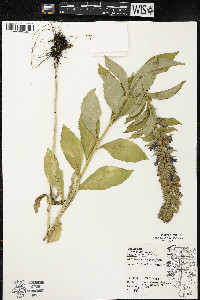 Lobelia siphilitica var. siphilitica image
