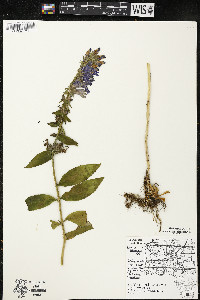 Lobelia siphilitica var. siphilitica image