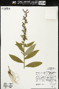 Lobelia siphilitica var. siphilitica image