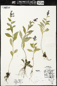 Lobelia siphilitica var. siphilitica image