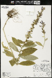 Lobelia siphilitica var. siphilitica image