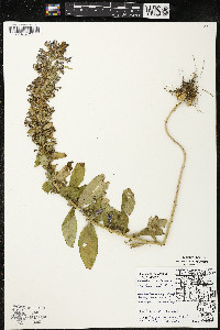 Lobelia siphilitica var. siphilitica image