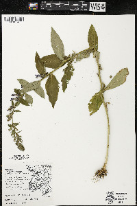 Lobelia siphilitica var. siphilitica image