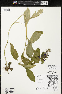 Lobelia siphilitica var. siphilitica image