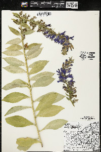 Lobelia siphilitica var. siphilitica image