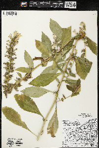 Lobelia siphilitica var. siphilitica image