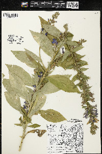 Lobelia siphilitica var. siphilitica image