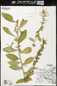 Lobelia siphilitica var. siphilitica image