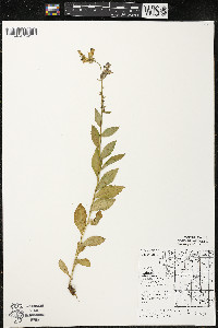 Lobelia siphilitica var. siphilitica image