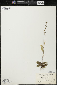 Lobelia spicata var. spicata image