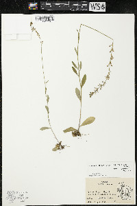 Lobelia spicata var. spicata image