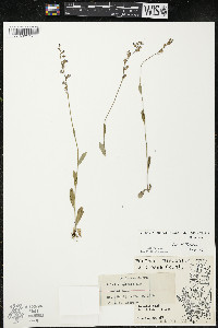 Lobelia spicata var. spicata image