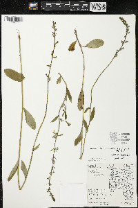 Lobelia spicata var. spicata image