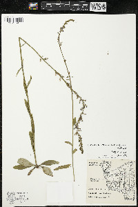 Lobelia spicata var. spicata image