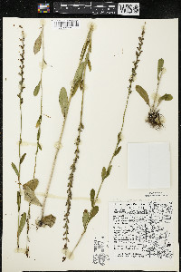 Lobelia spicata var. spicata image