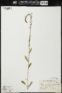 Lobelia spicata var. spicata image