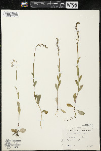 Lobelia spicata var. spicata image