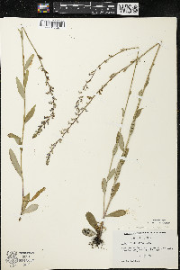 Lobelia spicata var. spicata image