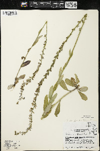 Lobelia spicata var. spicata image