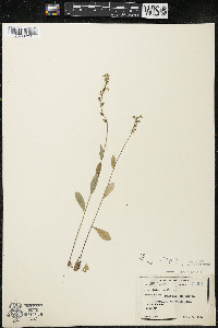 Lobelia spicata var. spicata image