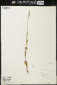 Lobelia spicata var. spicata image