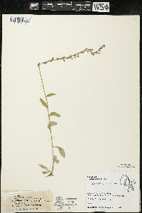 Lobelia spicata var. spicata image