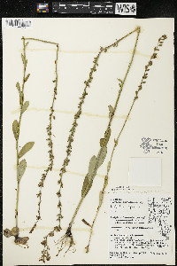 Lobelia spicata var. spicata image