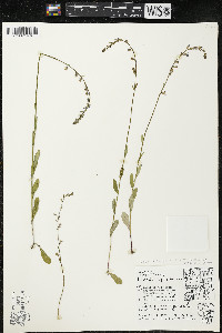 Lobelia spicata var. spicata image