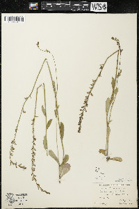 Lobelia spicata var. spicata image