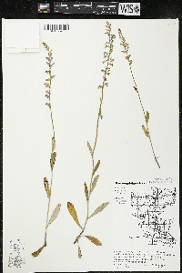 Lobelia spicata var. spicata image