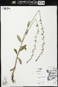 Lobelia spicata var. spicata image