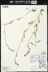 Lobelia spicata var. spicata image