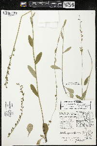 Lobelia spicata var. spicata image