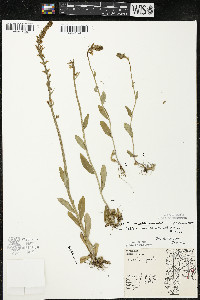 Lobelia spicata var. spicata image