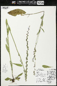 Lobelia spicata var. hirtella image