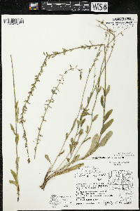 Lobelia spicata var. hirtella image