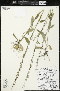 Lobelia spicata var. hirtella image