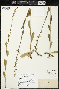 Lobelia spicata var. hirtella image