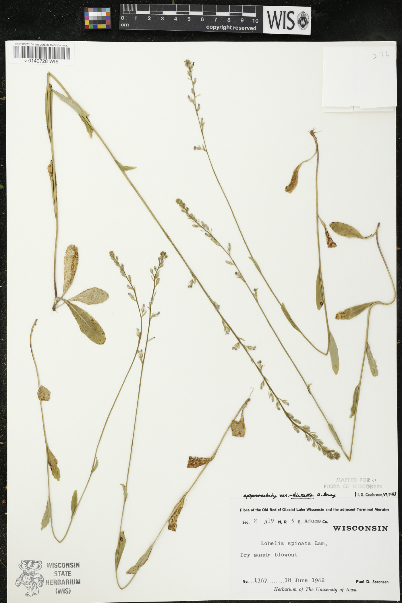 Lobelia spicata var. hirtella image