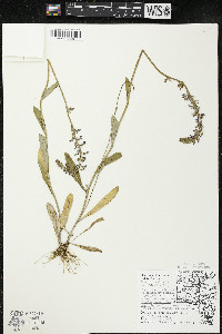 Lobelia spicata var. hirtella image